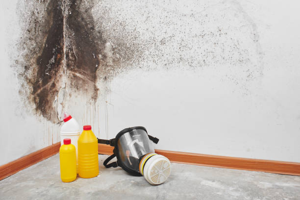 Best Mold Damage Repair  in Mccullom Lake, IL