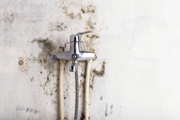 Best Home Mold Removal  in Mccullom Lake, IL