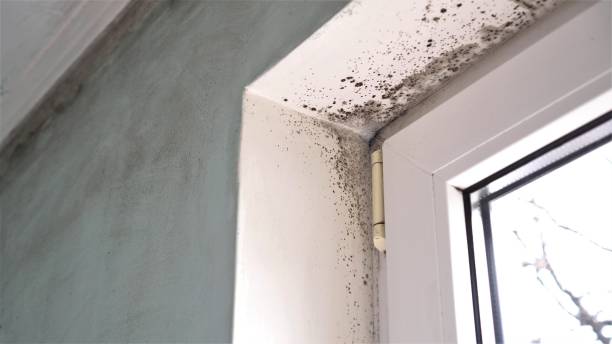 Best Attic Mold Removal  in Mccullom Lake, IL
