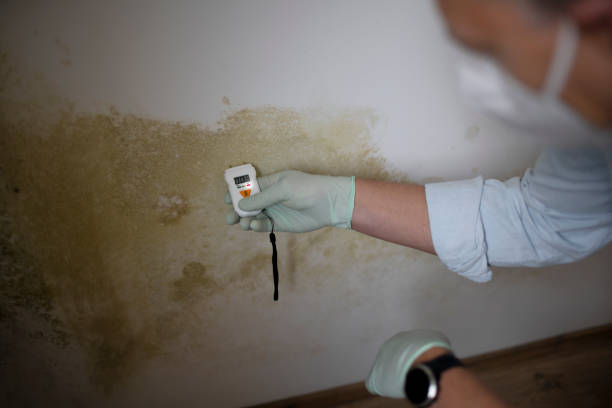 Best Office Mold Removal Services  in Mccullom Lake, IL