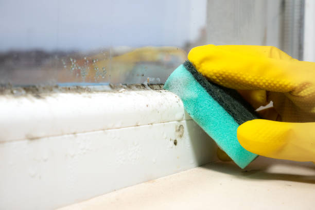 Best Certified Mold Removal  in Mccullom Lake, IL