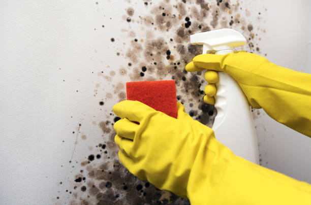 Best Professional Mold Removal  in Mccullom Lake, IL
