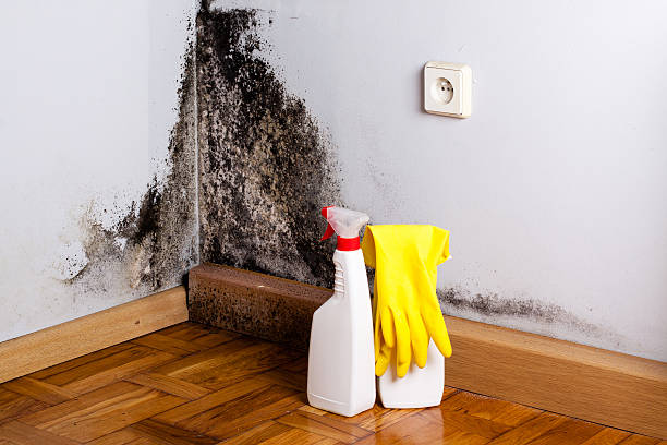 Best Local Mold Removal Service  in Mccullom Lake, IL