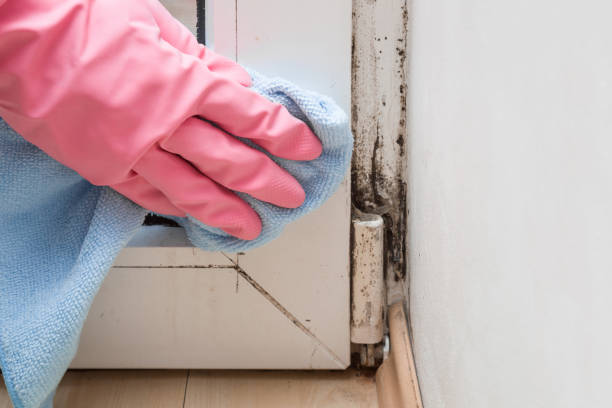 Best Fast Mold Removal  in Mccullom Lake, IL